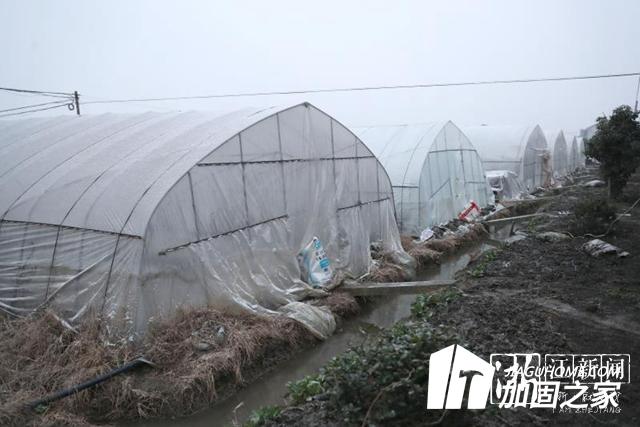 大雪來臨加固大棚 減少農(nóng)業(yè)損失！