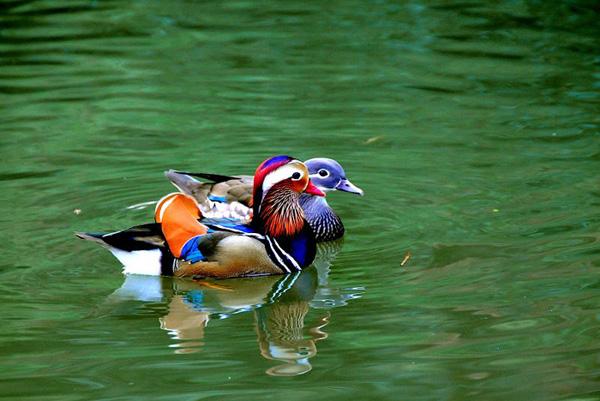 1527469225612595.jpg 762-1409231J609613.jpg